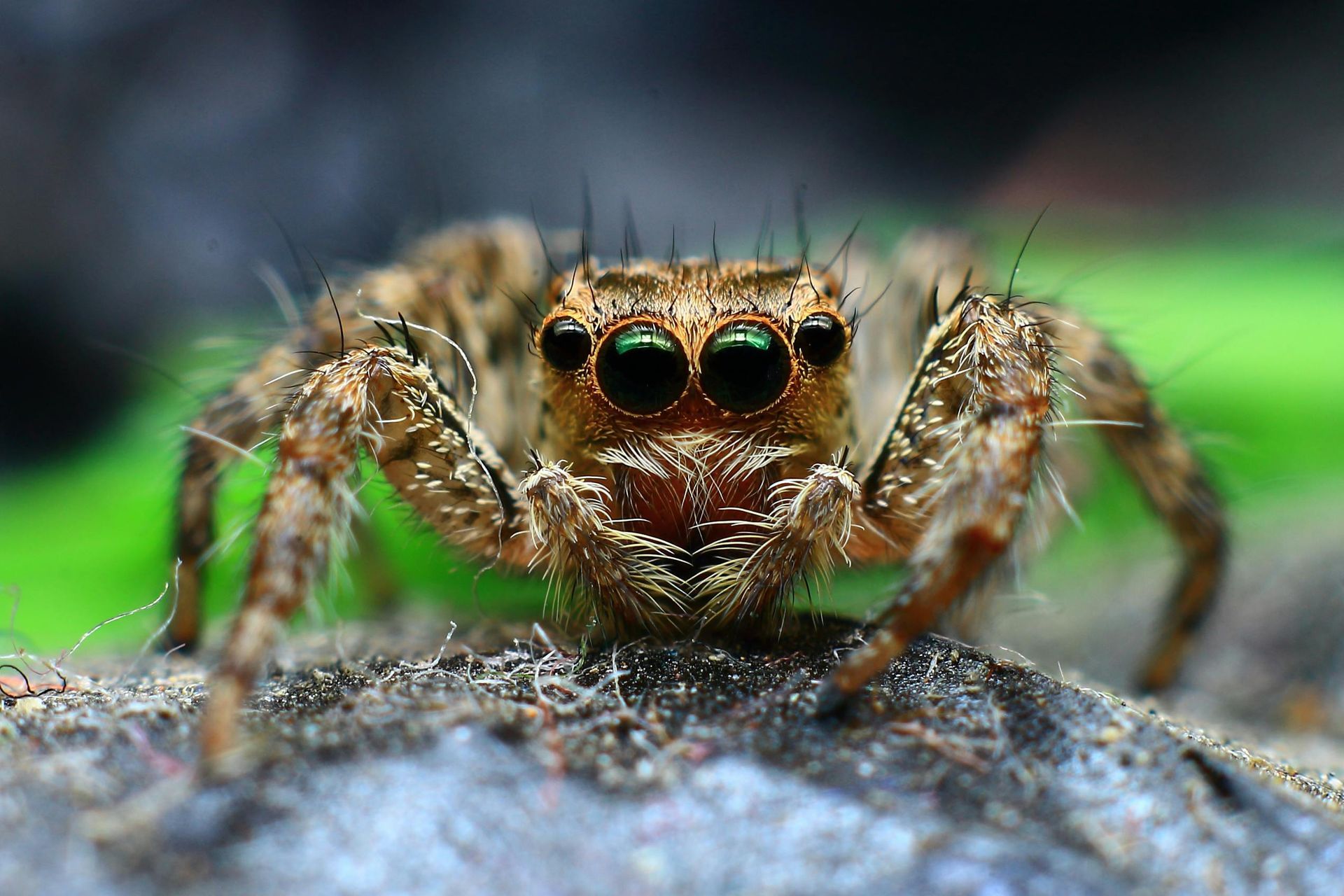 Brown jumping spider with large eyes, sitting on a rock, looking directly at the viewer.