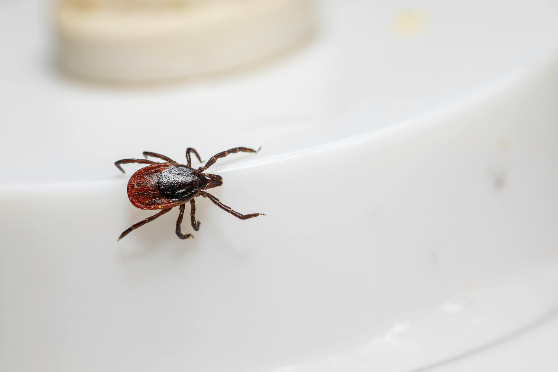 Tick on a white surface. Reddish-brown body, black legs.
