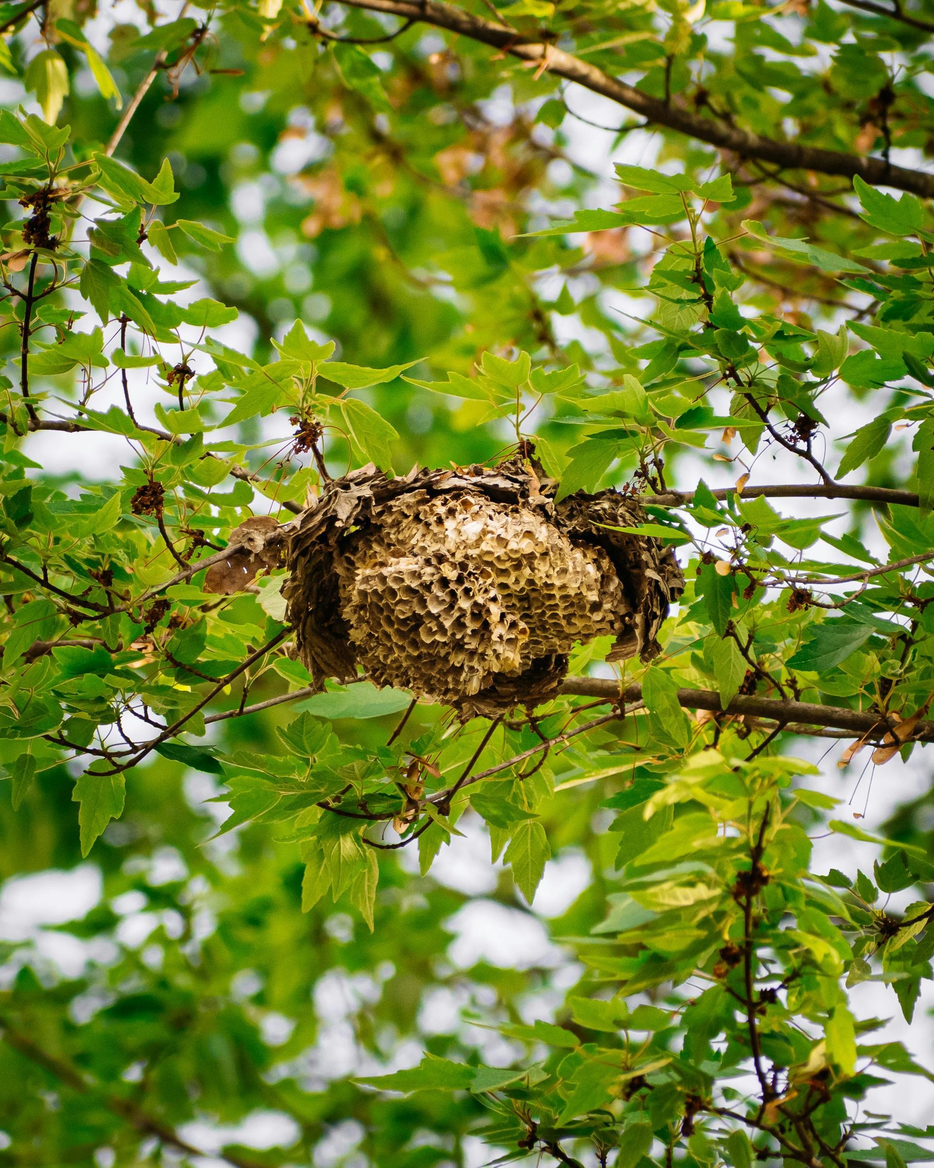 A wasp nest, tan and textured, is nestled in a tree amidst green leaves.