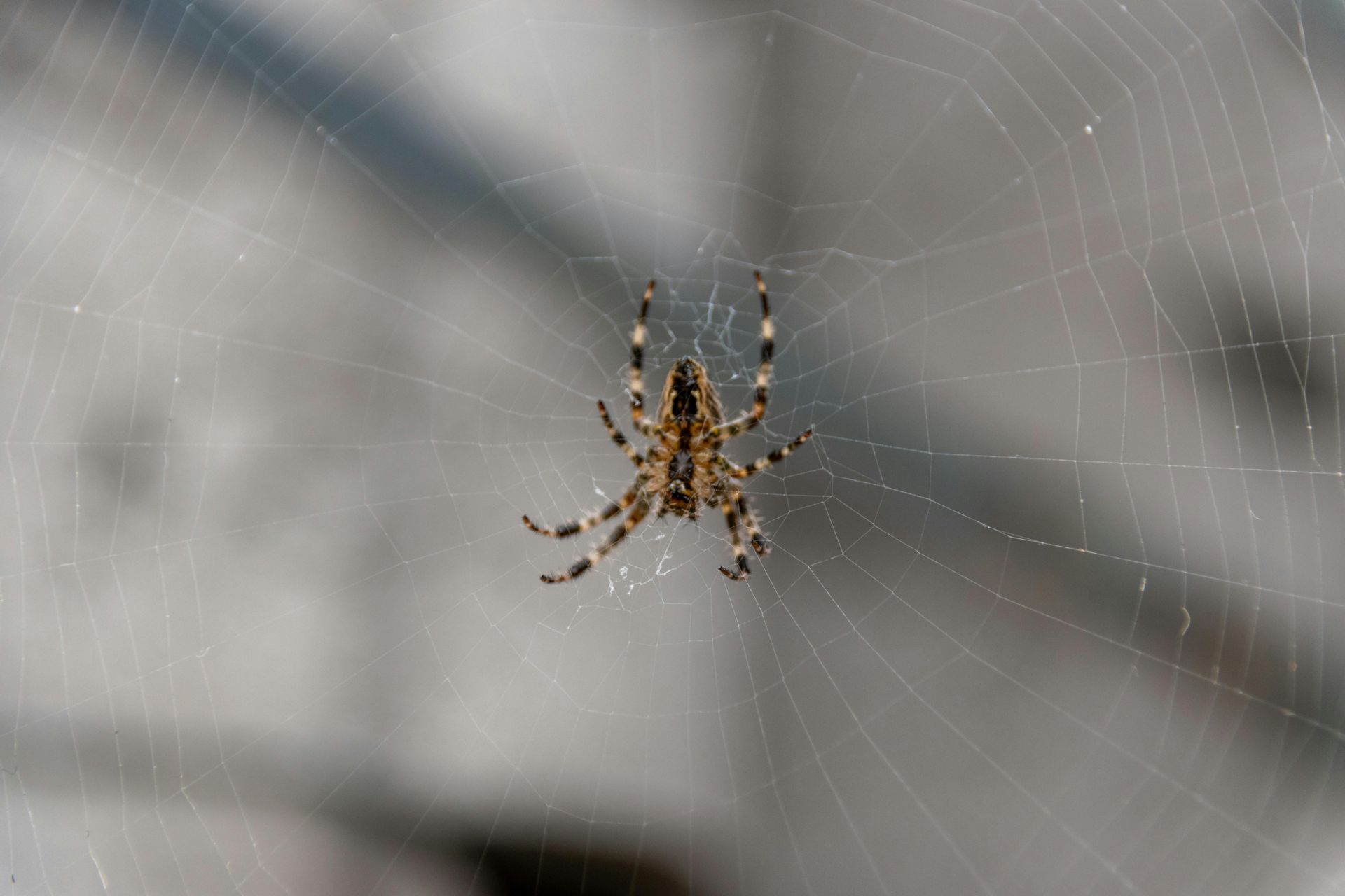 Spider with patterned body and legs on its web.