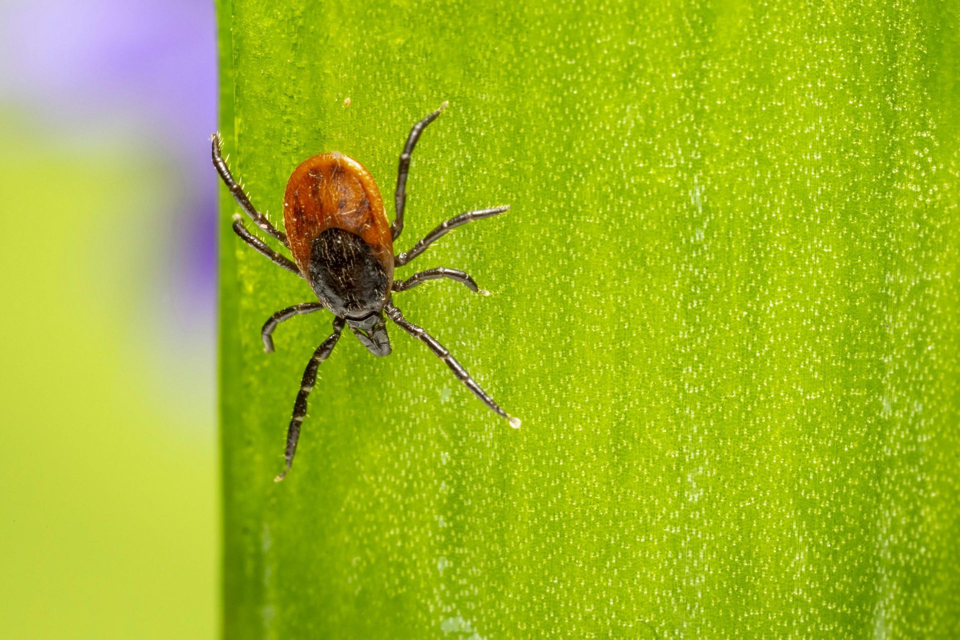 Tick on a green leaf, with a reddish-brown body and black legs.
