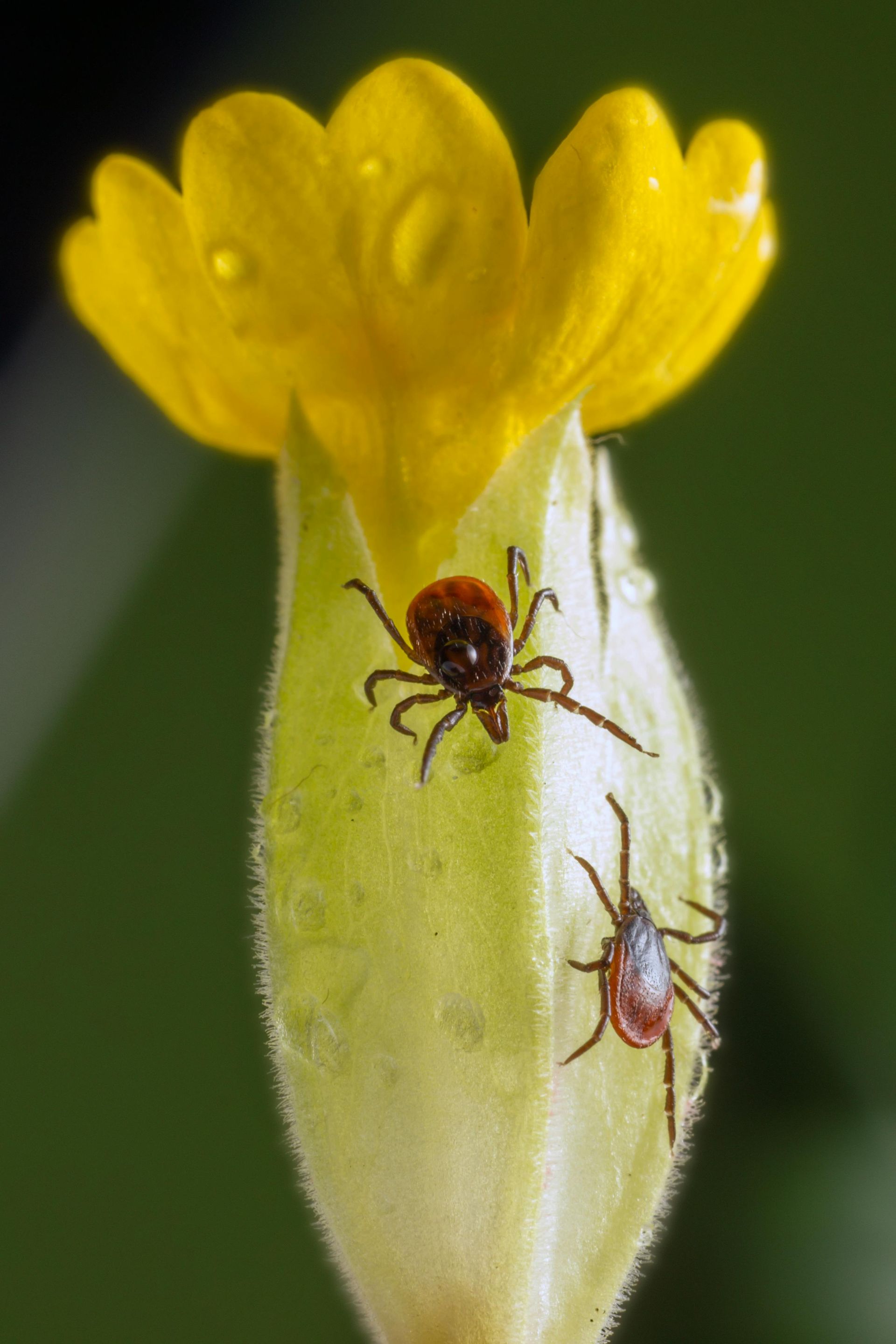 Two ticks crawl on a yellow flower bud with water droplets.