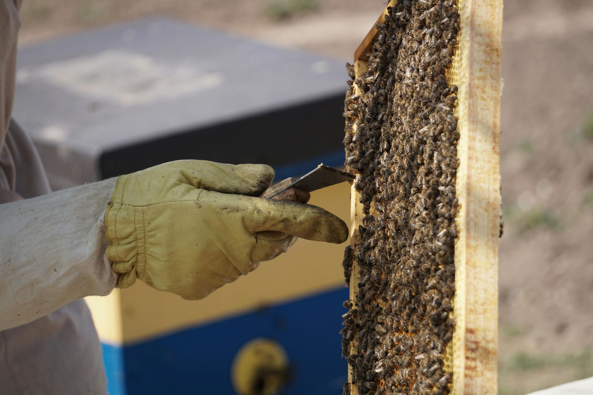 Beekeeper using a hive tool to inspect a honeybee frame covered with bees.