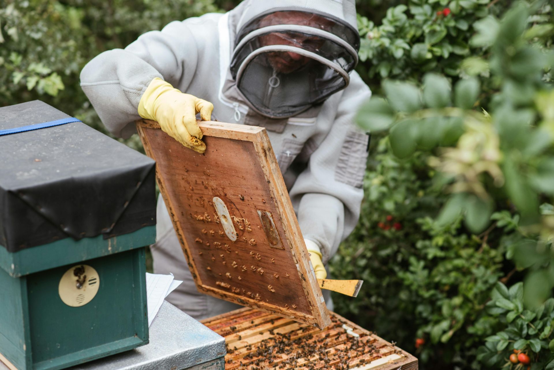 Beekeeper in protective suit inspecting a honeycomb frame outdoors near a green beehive.