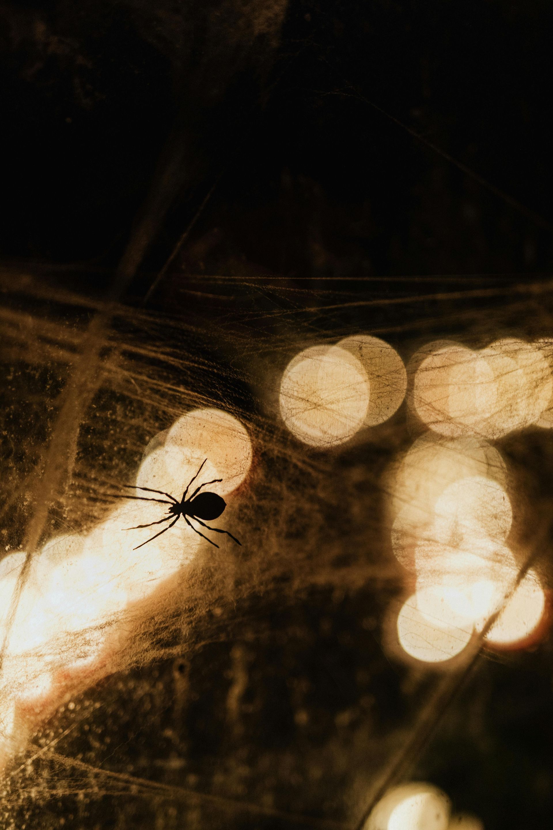Spider in a web, with blurred bokeh lights in the background.