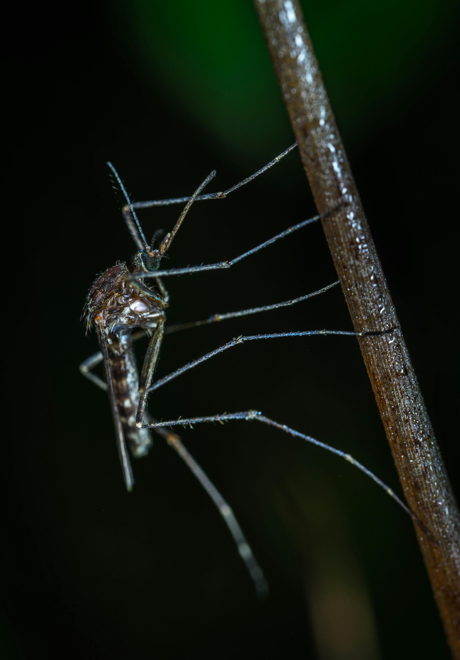 Mosquito clinging to a thin, brown stem. Its body is detailed, black and white. Dark background.