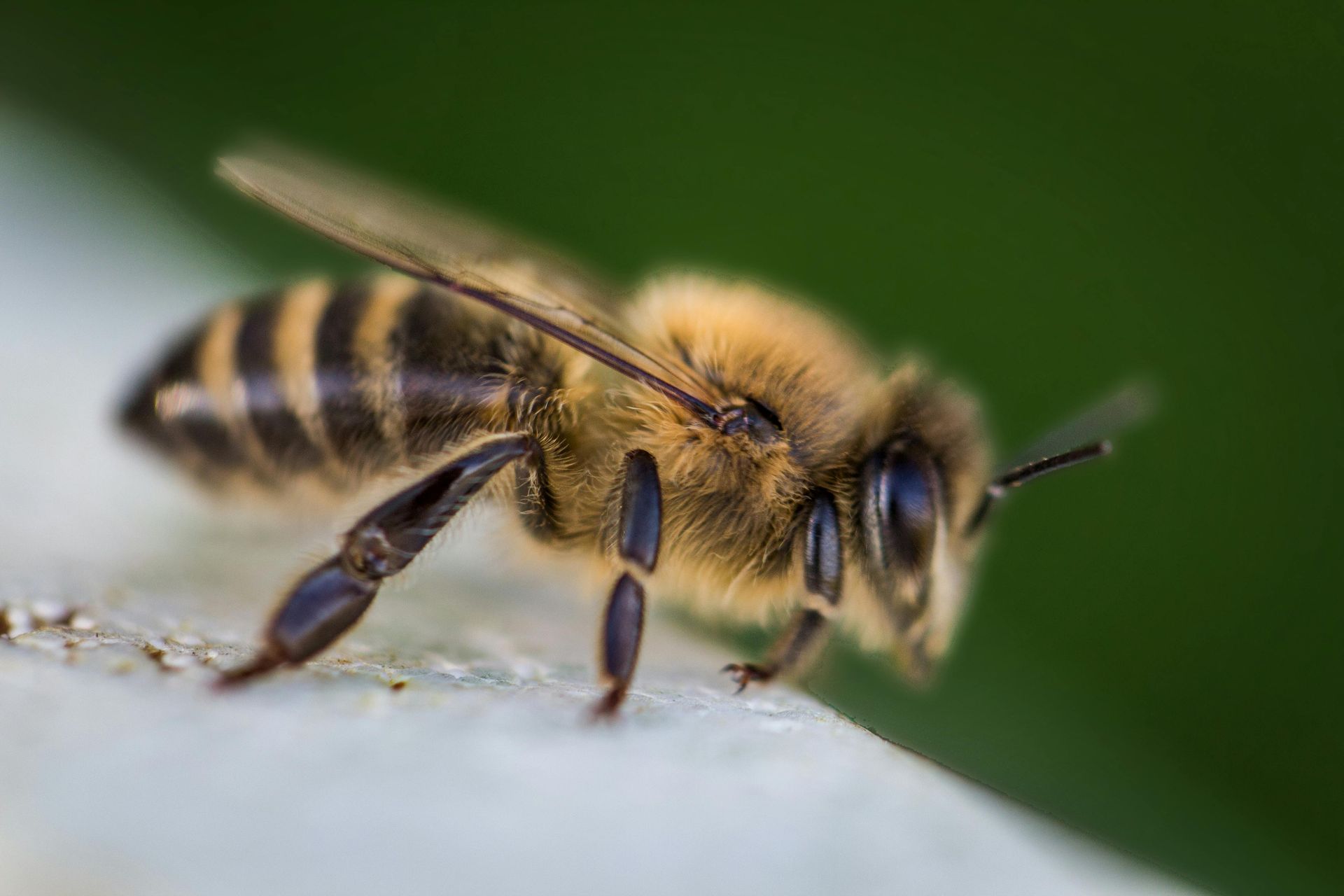 Honeybee resting on a white surface, brown and yellow striped body, blurry green background.