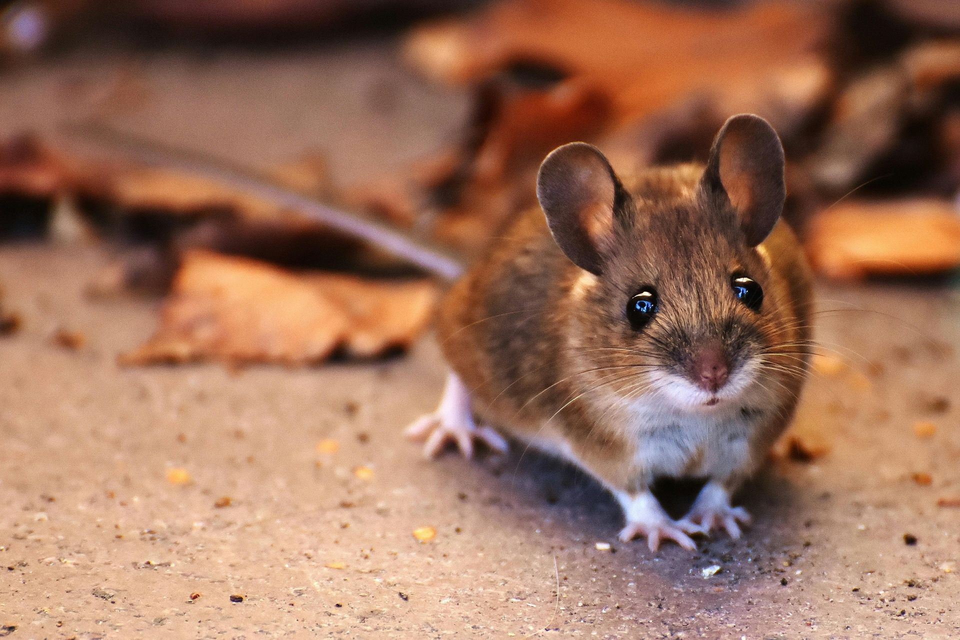 Mouse trapped inside a metal cage, looking toward the viewer.