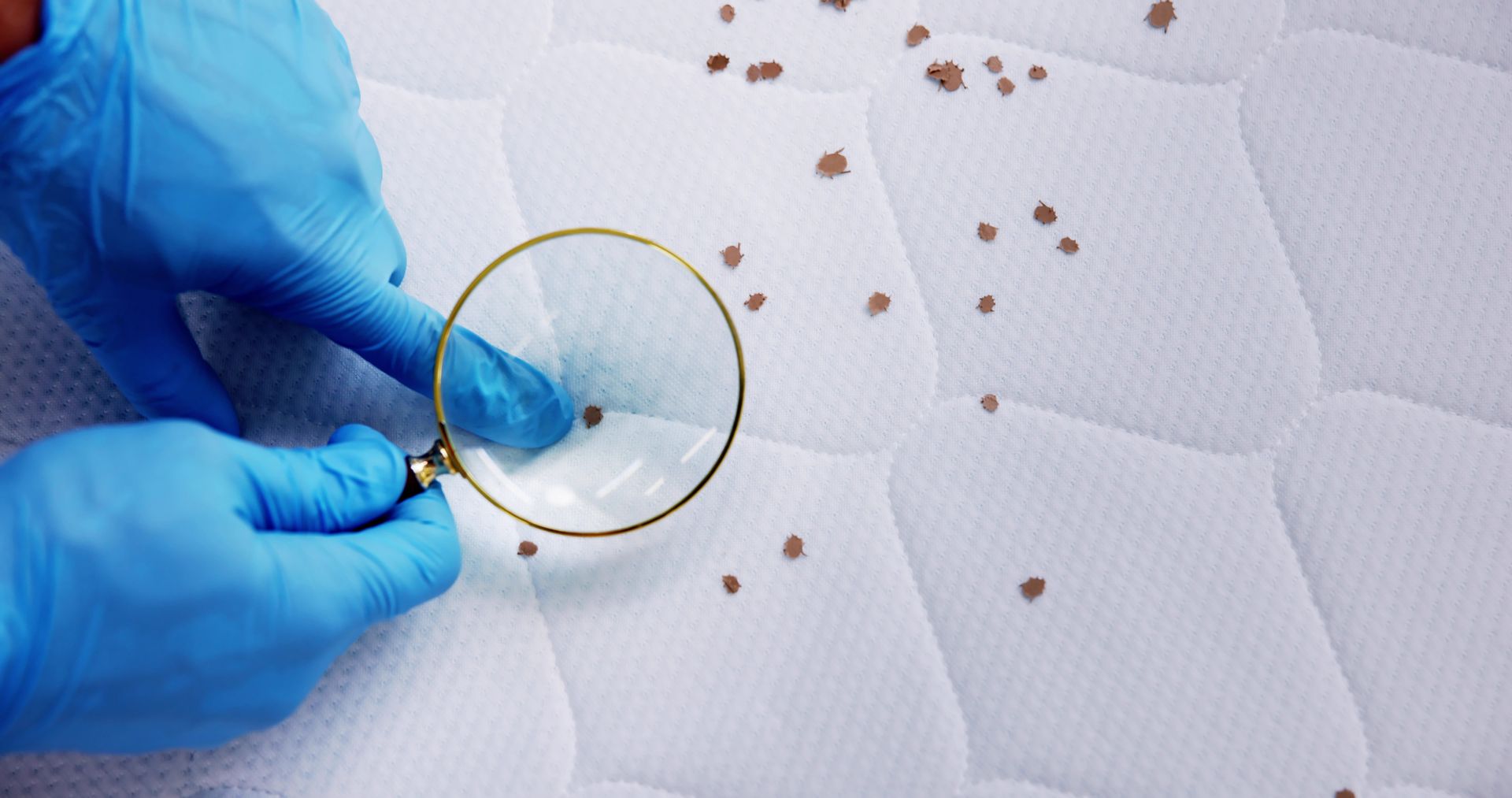 Hands in blue gloves examine a mattress with a magnifying glass, spotting possible bed bug droppings.