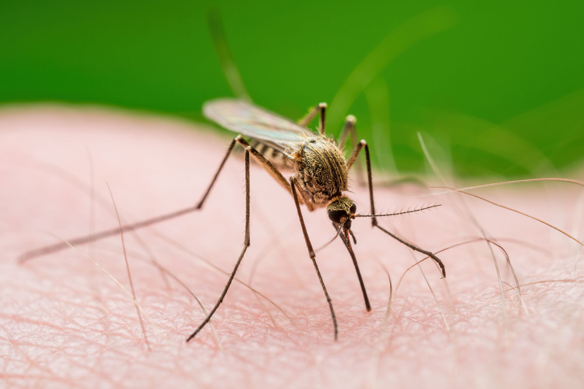 Mosquito feeding on human skin, with a green background.