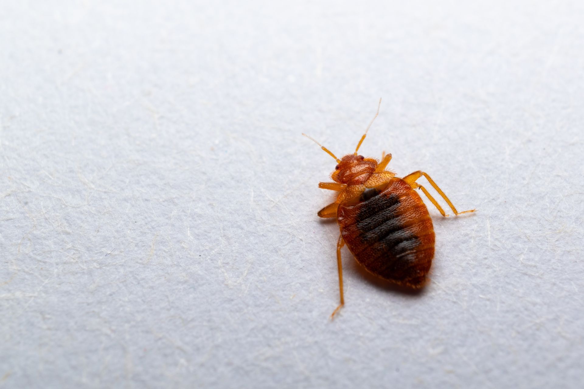 Bed bug, reddish-brown, on a white surface.