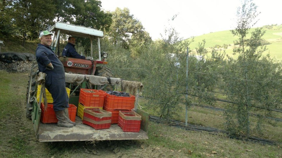 fasi della raccolta delle olive