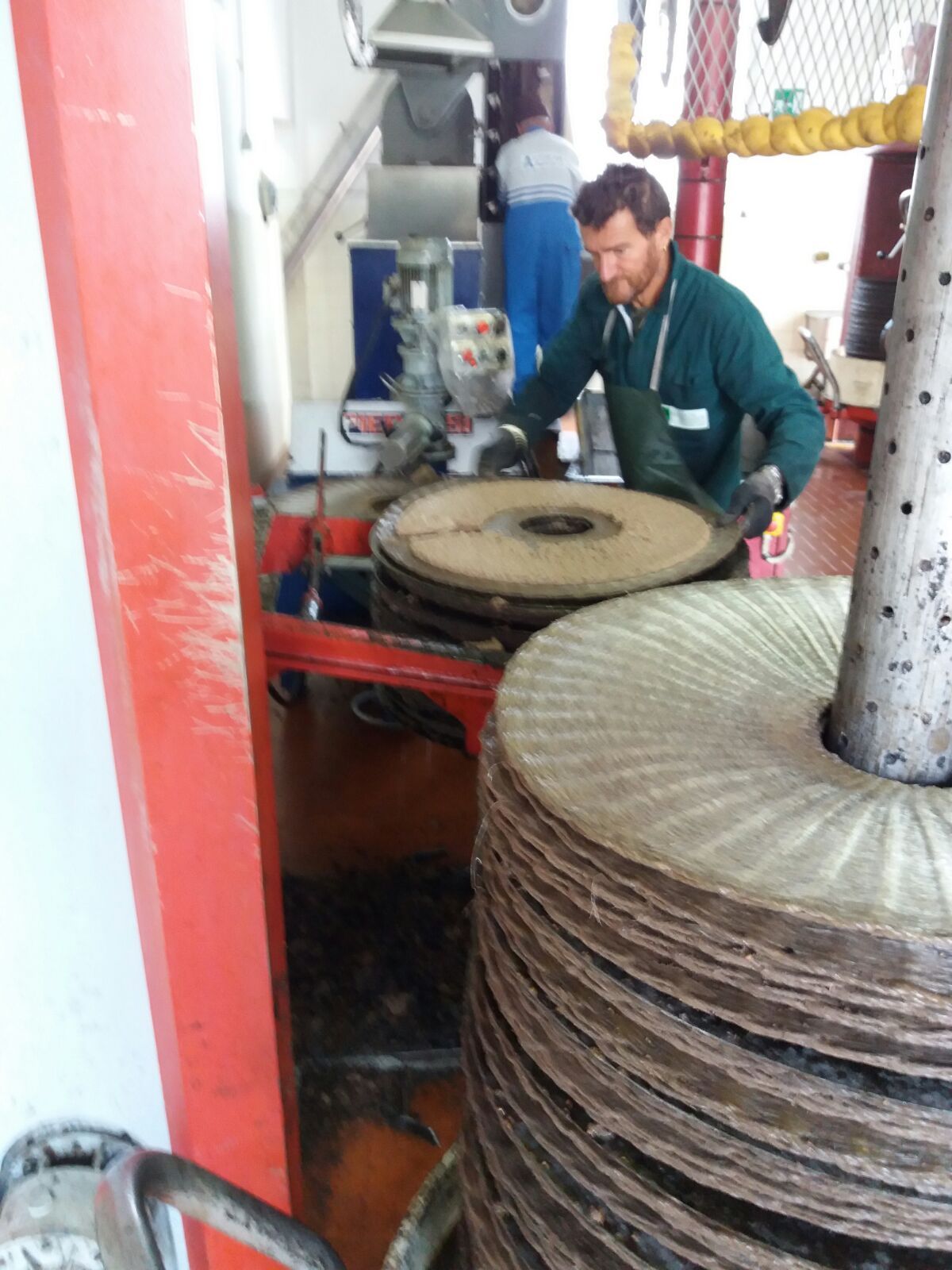 lavorazione delle olive raccolte