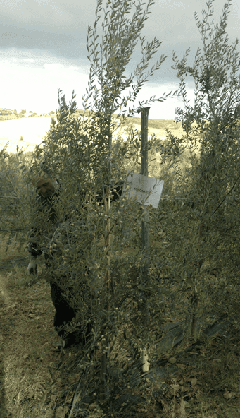 terreno con ulivi