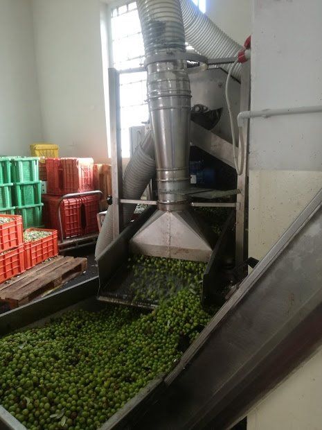 macchinari per la selezione delle olive