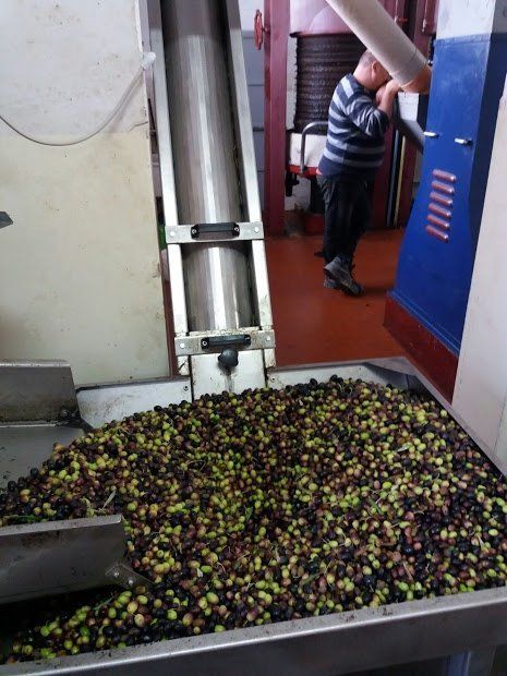 selezione delle olive da spremere