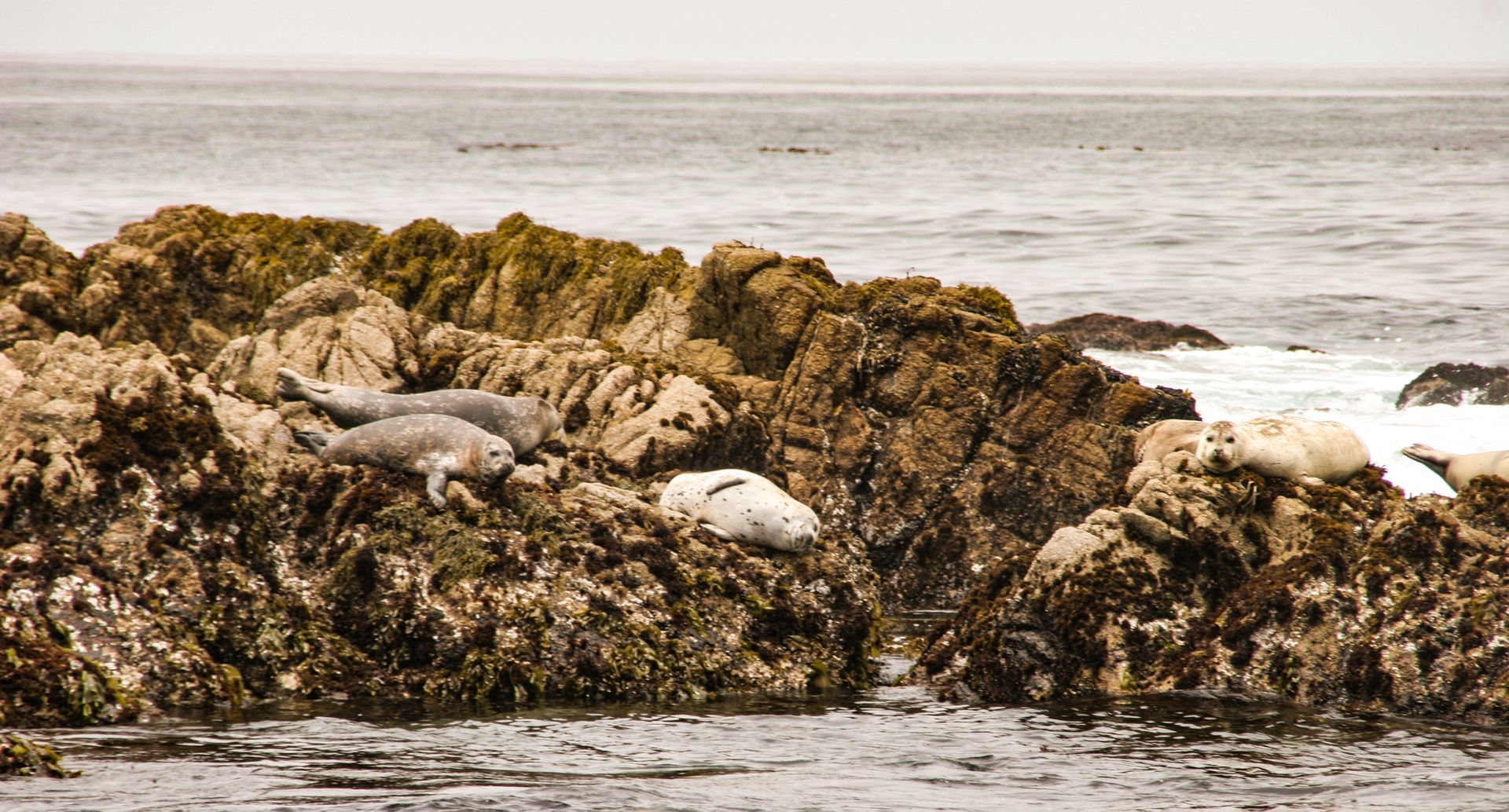 Seals resting on a rocky coastal shore, ocean in background.