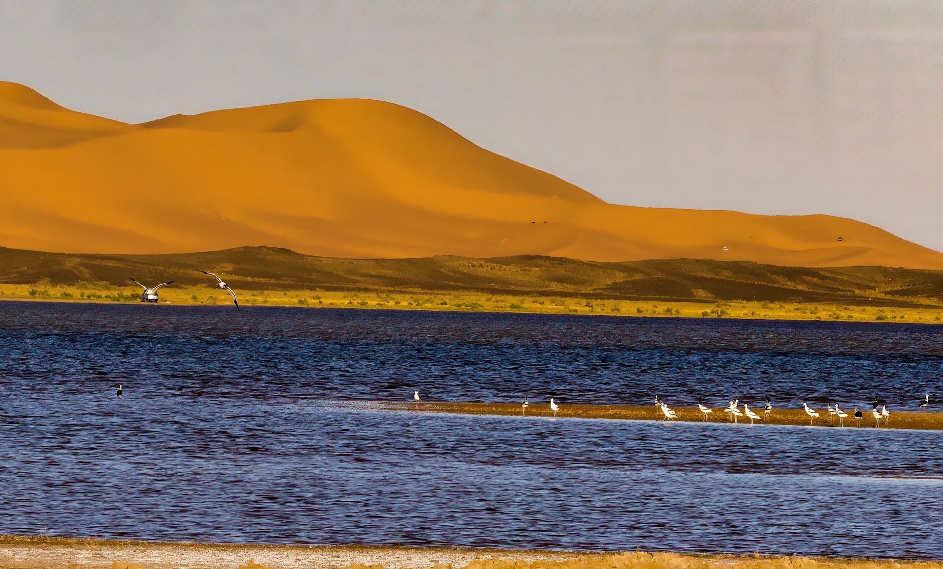 Golden sand dunes behind a dark blue lake with a line of white birds, under a clear sky.