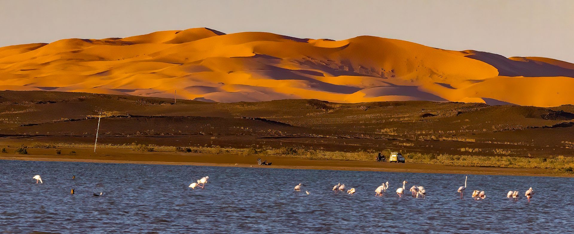 Flamingos in a lake with sand dunes in the background. Sunset colors of gold and blue.