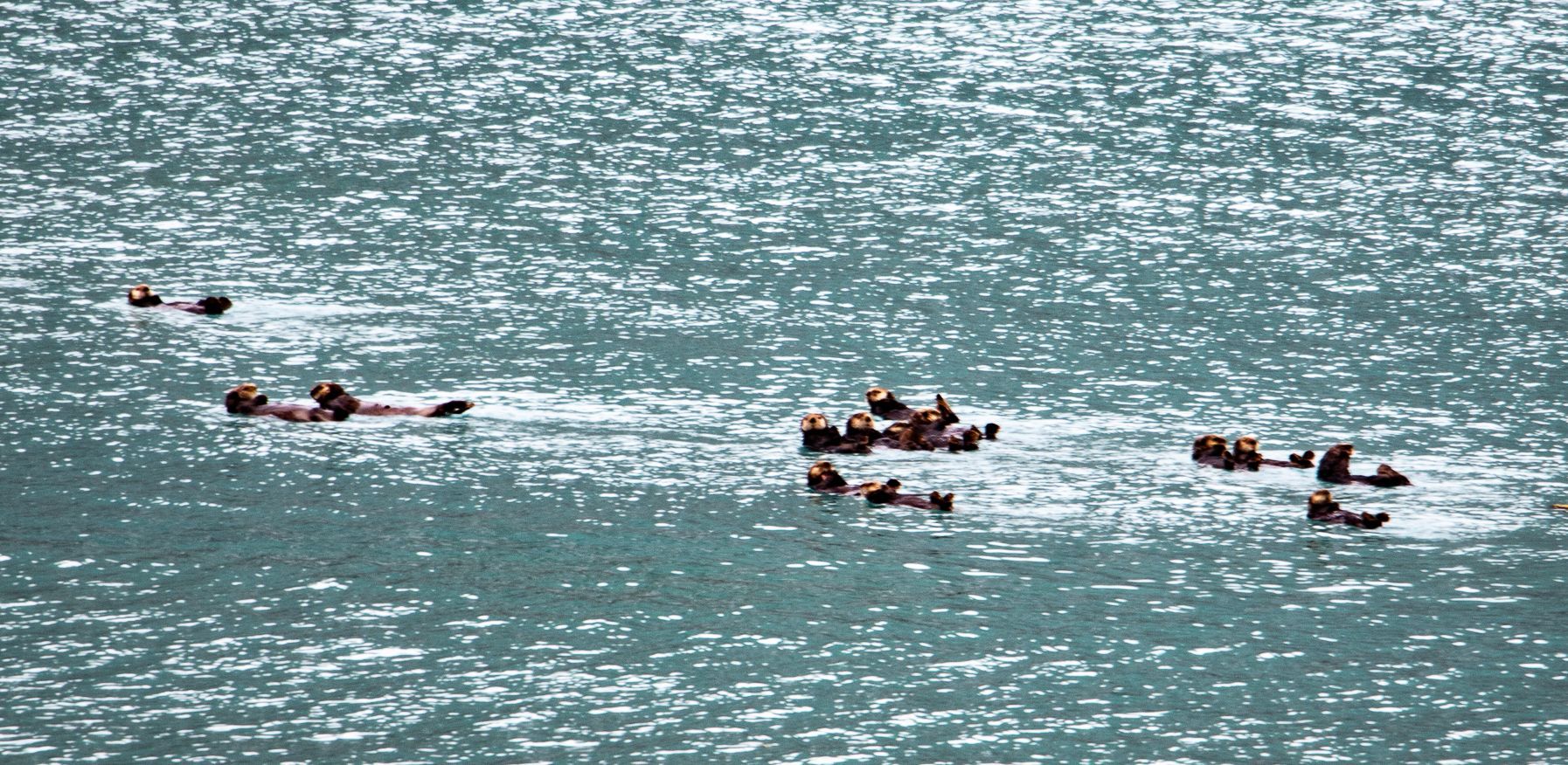 Sea otters floating on water, some in groups. Shimmering turquoise water under a blue sky.