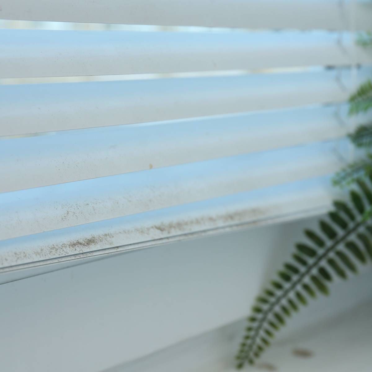 White horizontal blinds with visible dust and a green fern branch.
