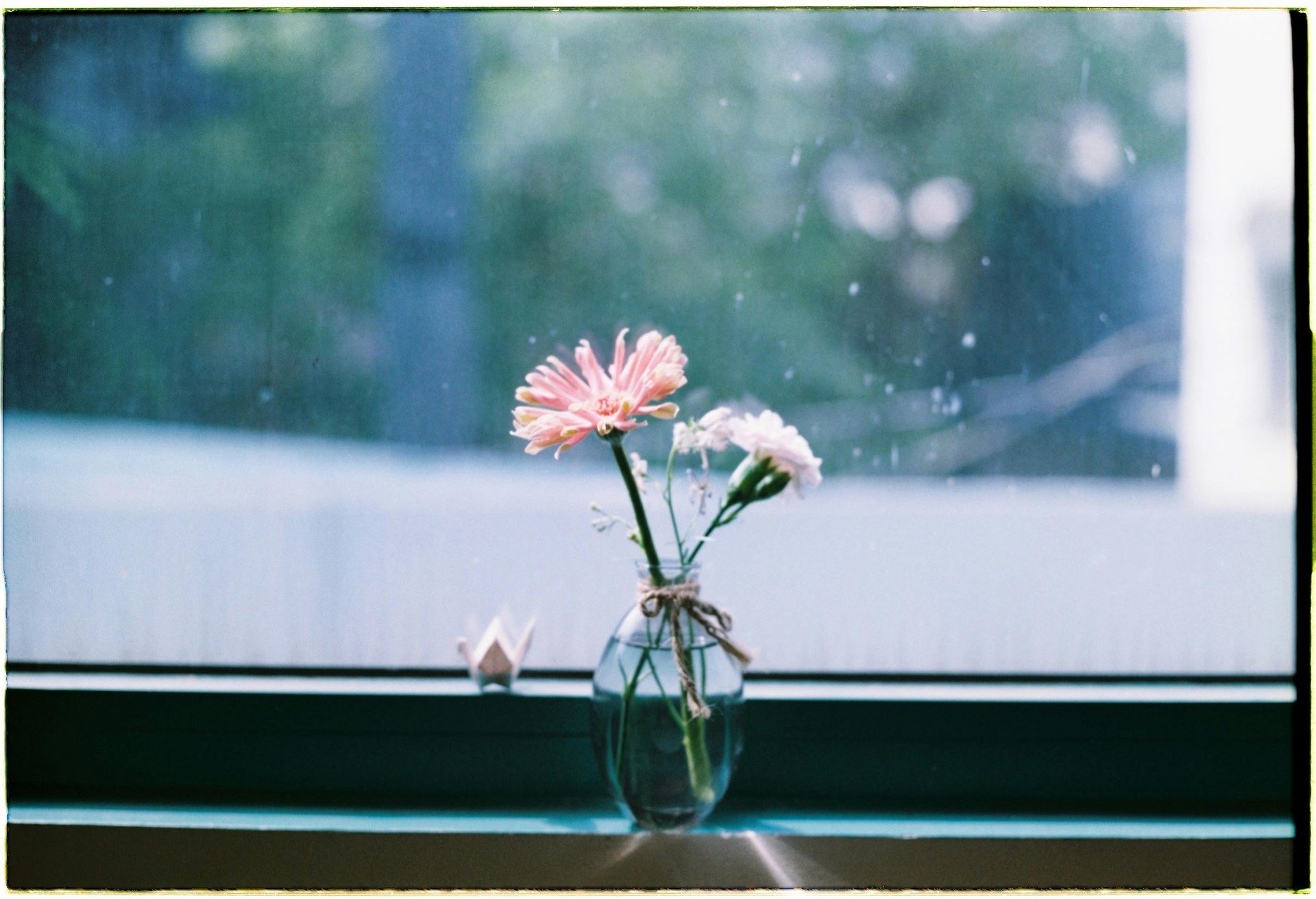 Flowers in vase by window. Pink and white blooms, glass vase, blurry background, green ledge.