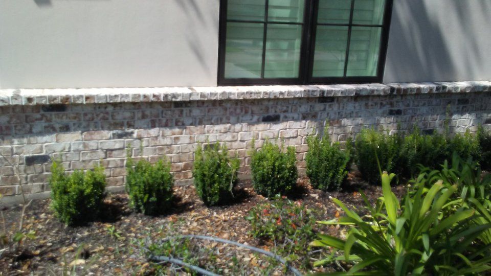 Green shrubs in front of a brick wall and window. Mulch ground.