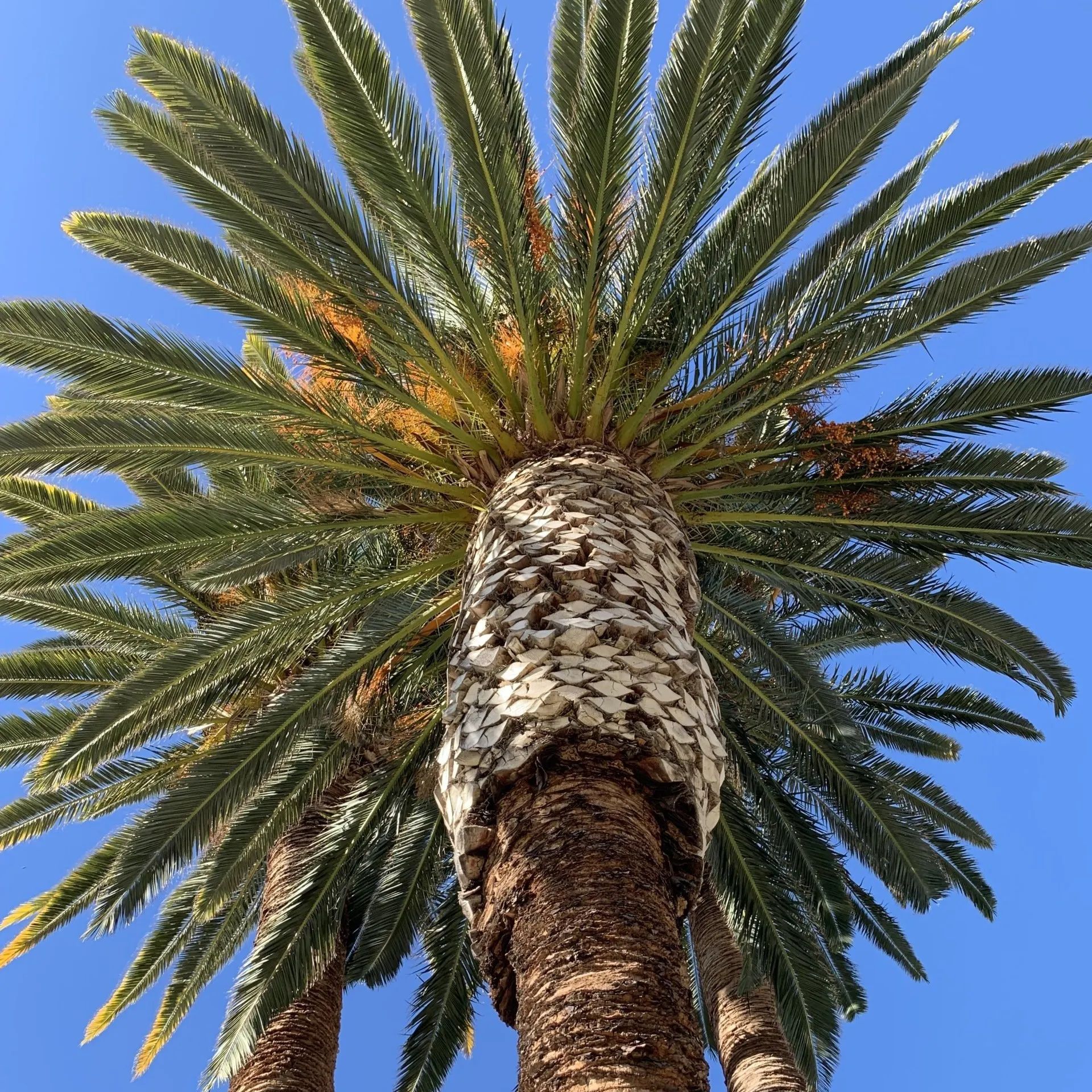 palm tree in gilbert az for a concrete slab