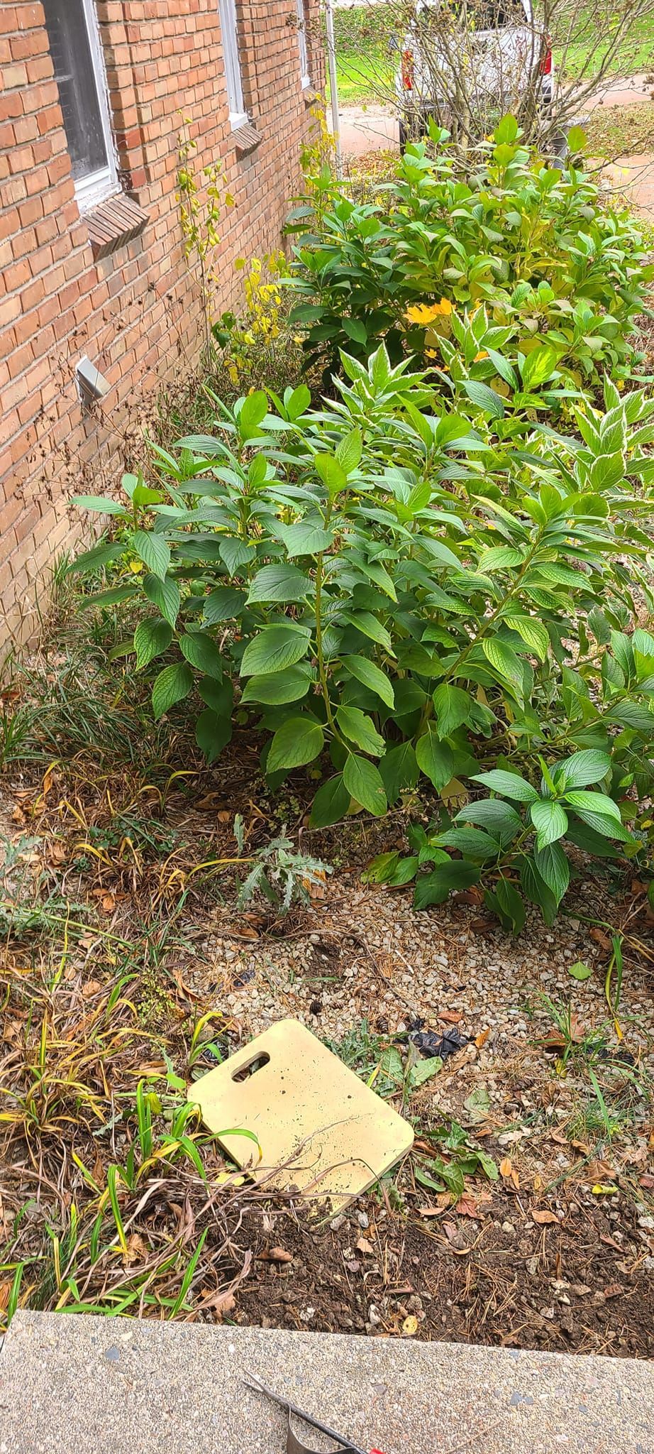 A cutting board is laying on the ground in a garden next to a brick wall.