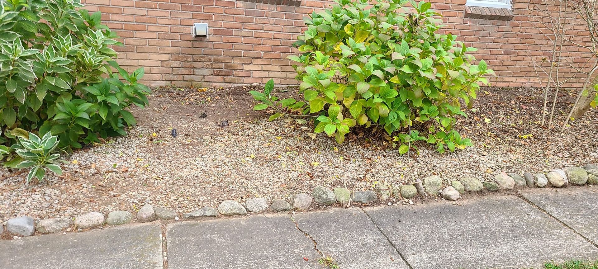 There is a brick wall in the background and a sidewalk in the foreground.