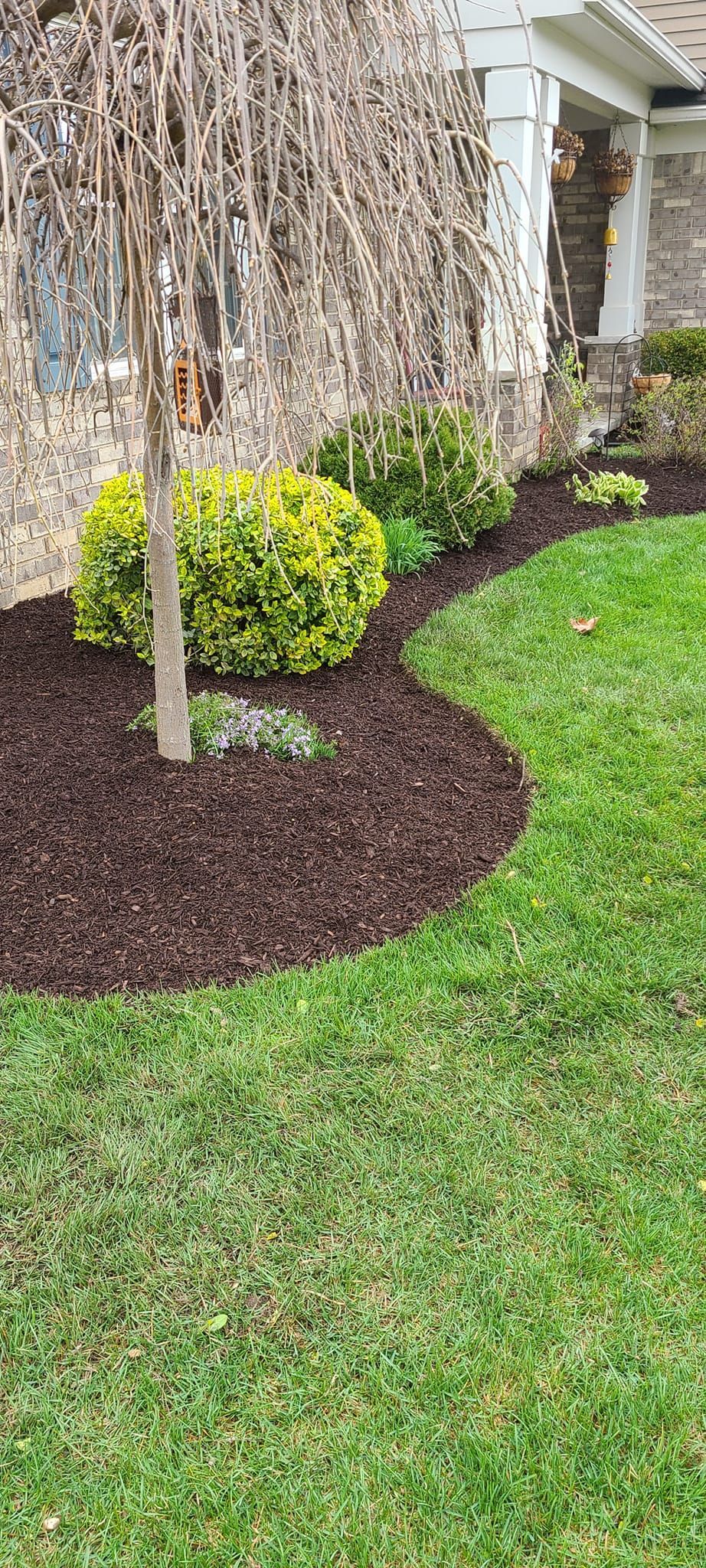 A lush green lawn with a tree and bushes in front of a house.
