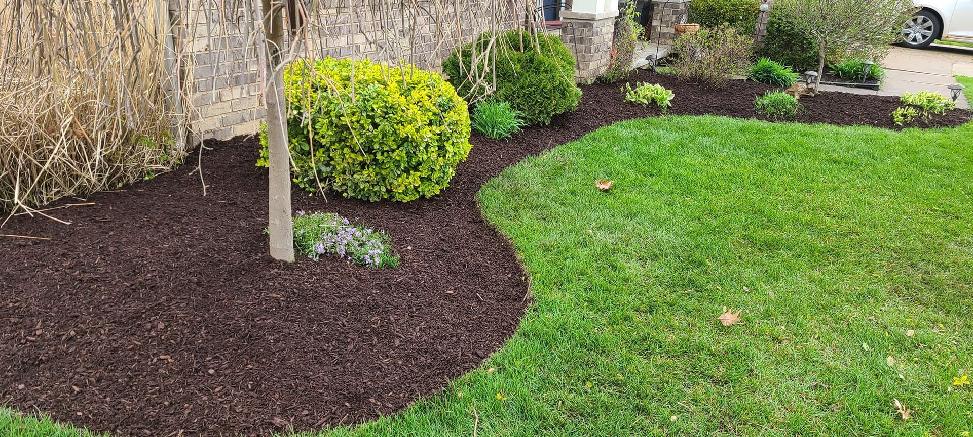 A lush green lawn with a tree in the middle and a car parked in the background.