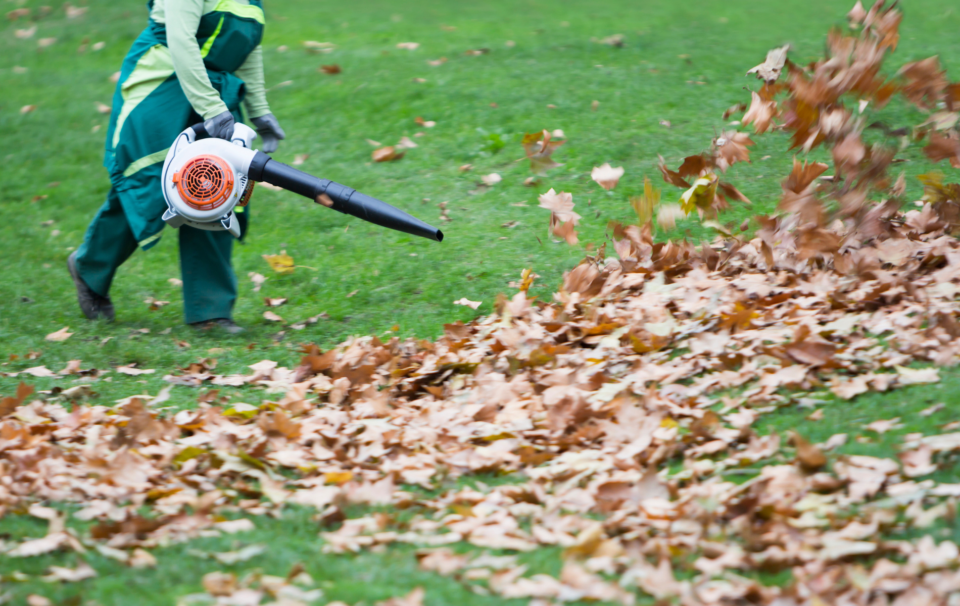 A person is blowing leaves in a park with a leaf blower.