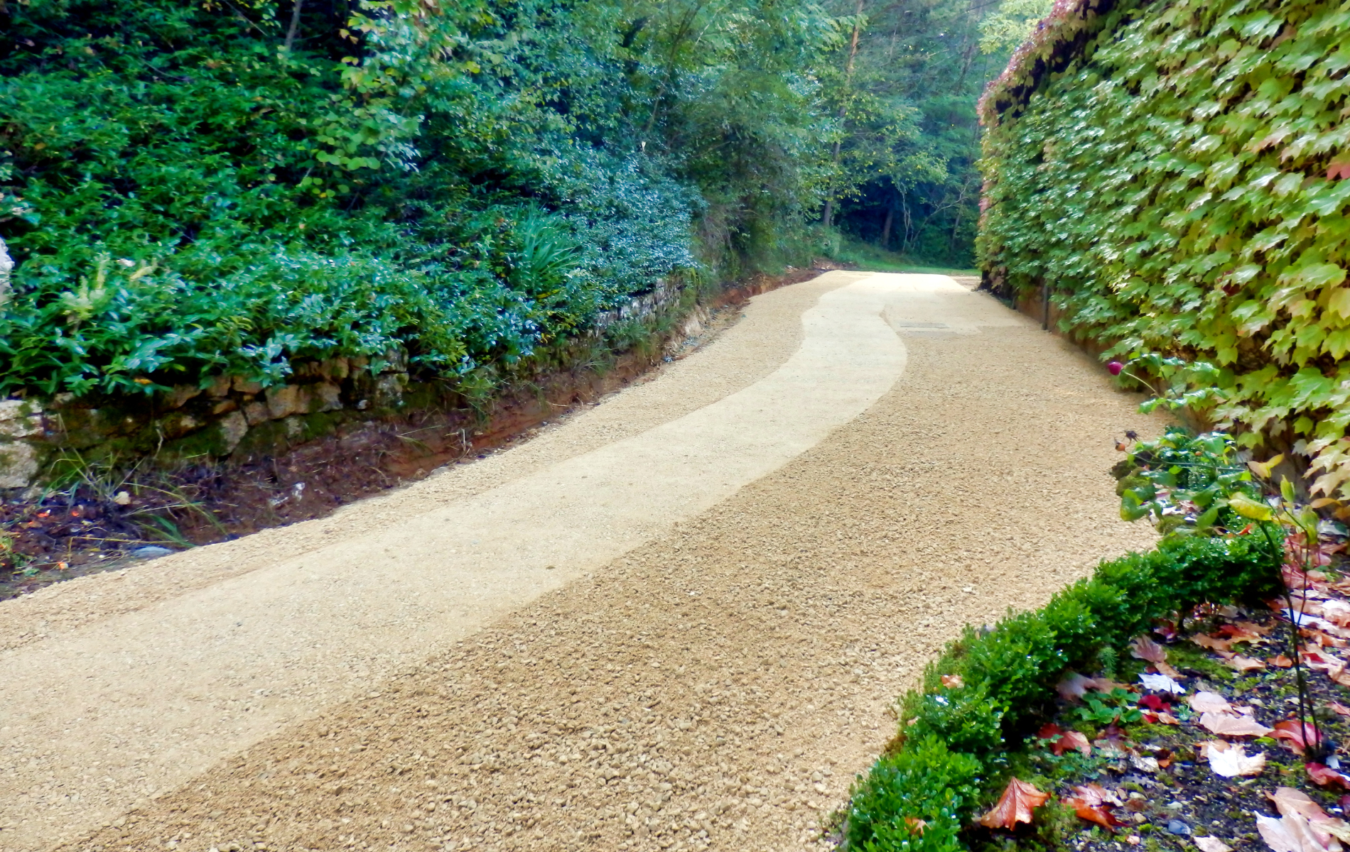A dirt road going through a lush green forest.