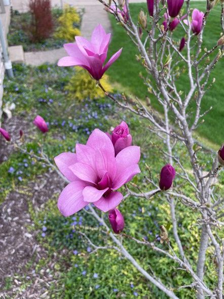 A close up of a purple flower on a tree branch.