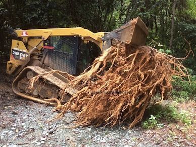 A Bulldozer is Carrying a Pile of Tree Roots — STJ Earthmoving in Mareeba, QLD