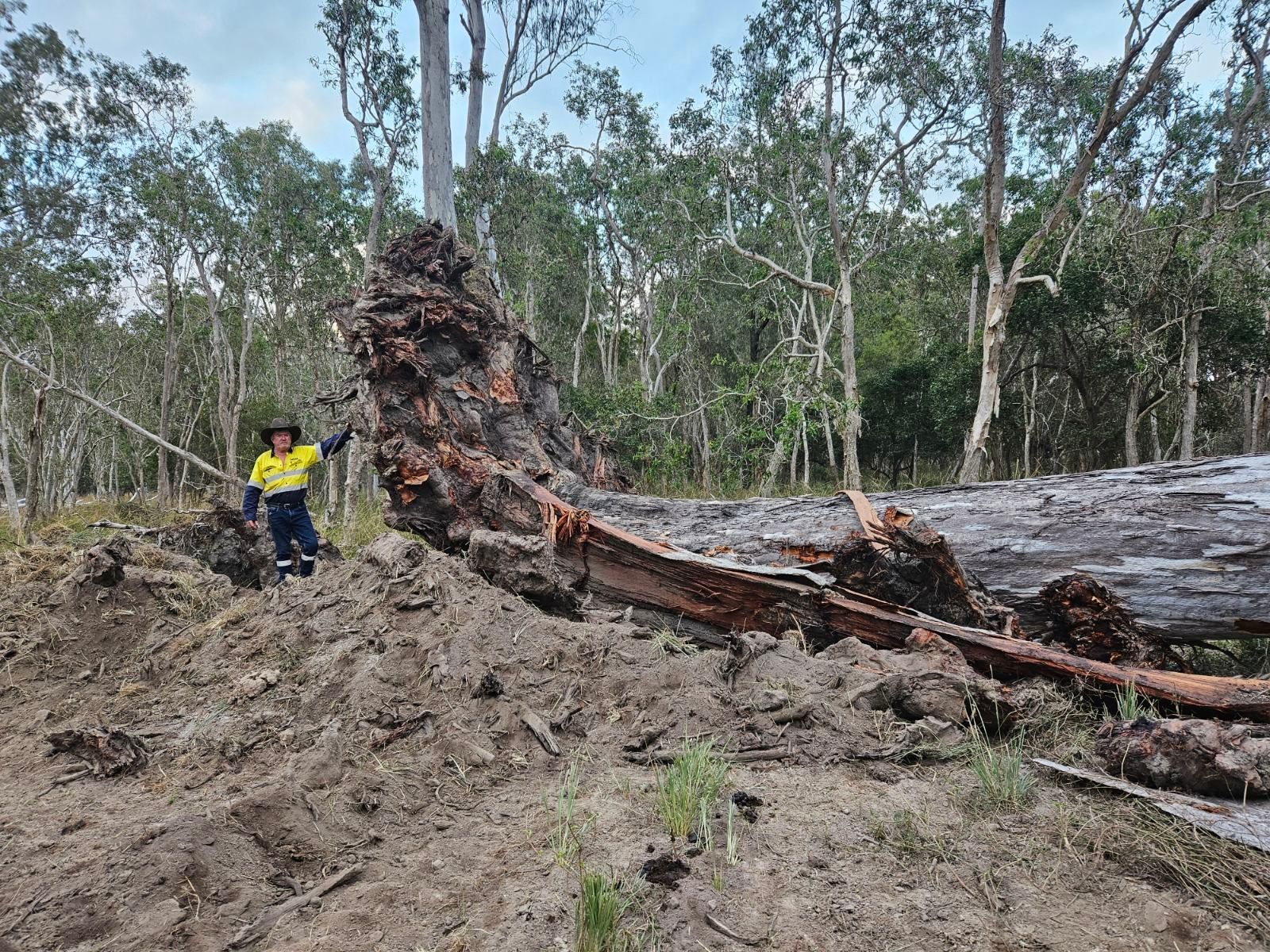Person Standing Near a Large Fallen Tree in a Forest Clearing — STJ Earthmoving in Mareeba, QLD