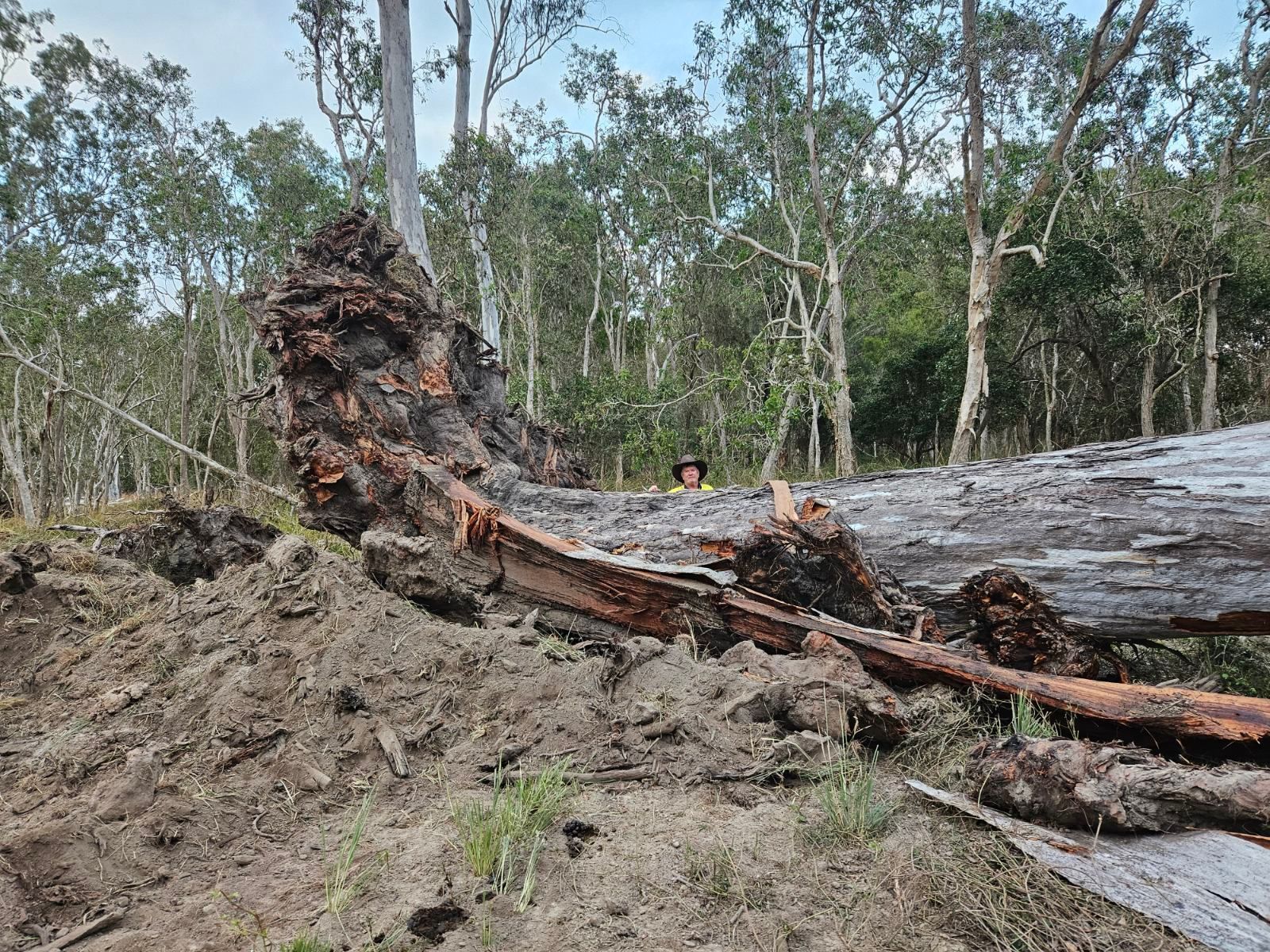 Uprooted Tree Lies on the Ground in a Forest, Brown Roots Exposed — STJ Earthmoving in Mareeba, QLD