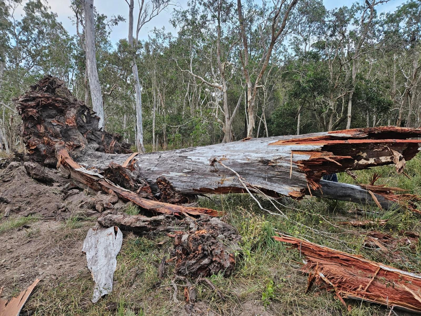 Fallen, Decaying Tree Trunk in a Grassy Area With Forest Background — STJ Earthmoving in Mareeba, QLD