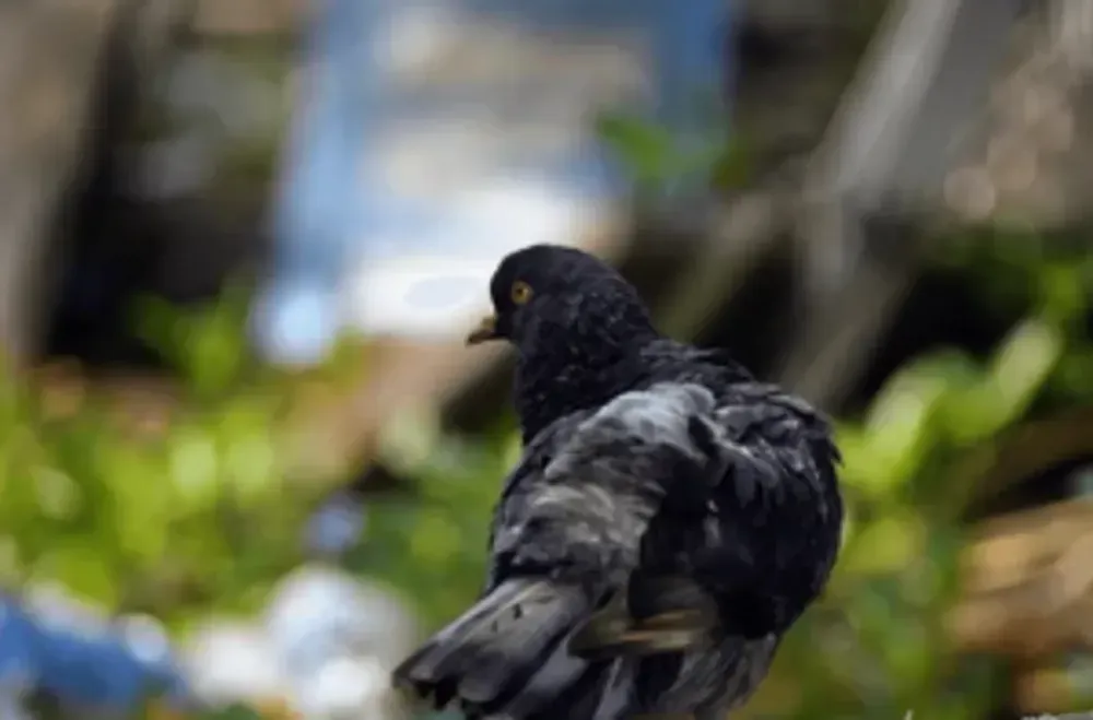 A close up of a pigeon standing in the grass.