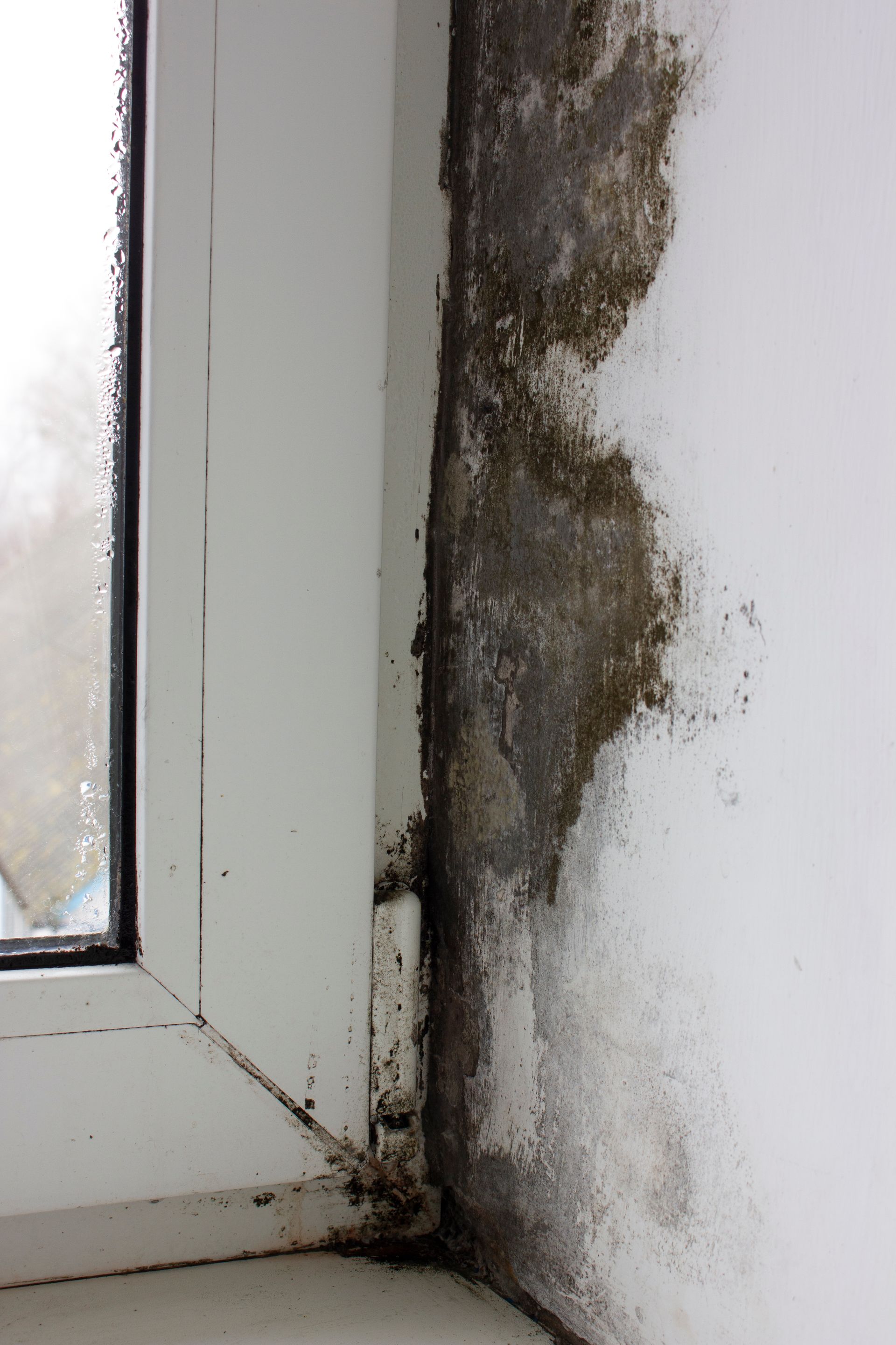 a close up of a window sill with mold growing on it .