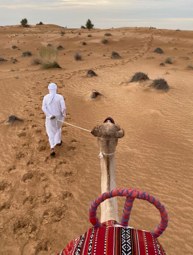 Camel