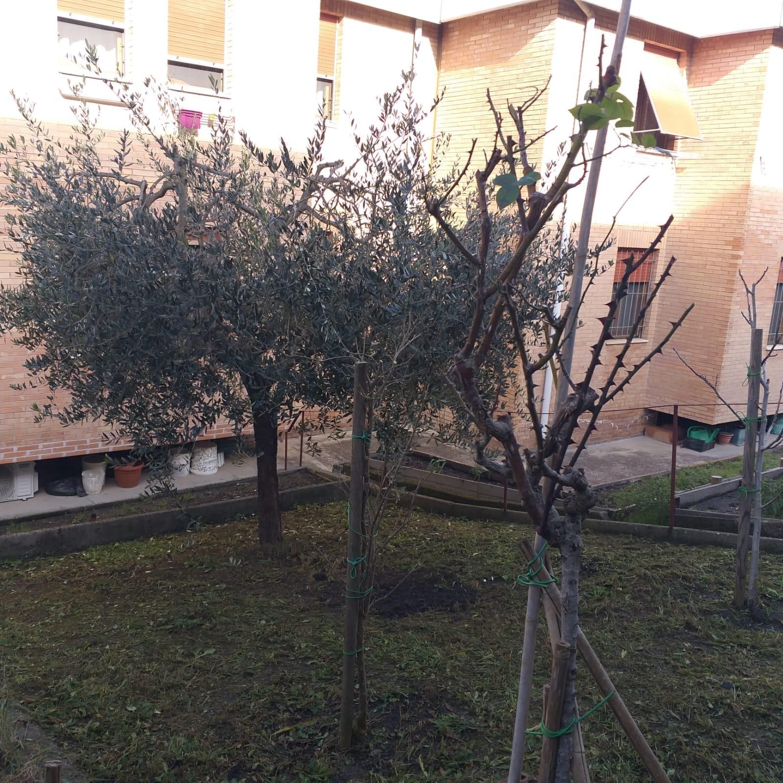 ulivi
