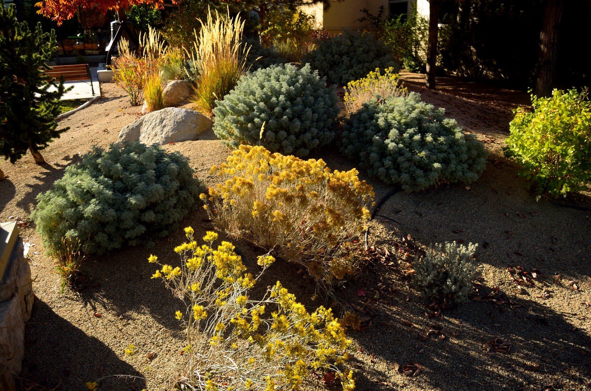 An eco-friendly xeriscape garden featuring a variety of drought-resistant plants and rocks.