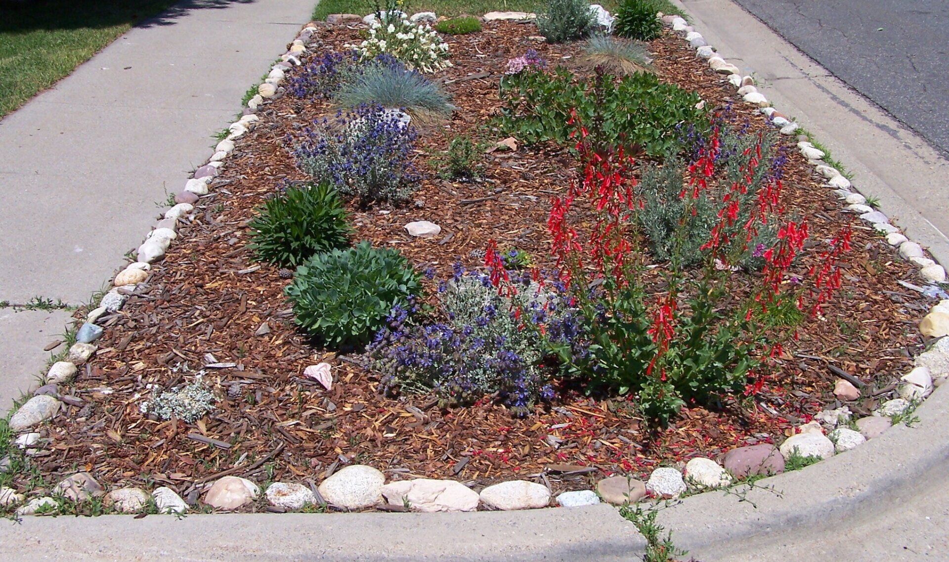 An exquisite xeriscape garden adorned with a diverse array of blooming plants and stones.