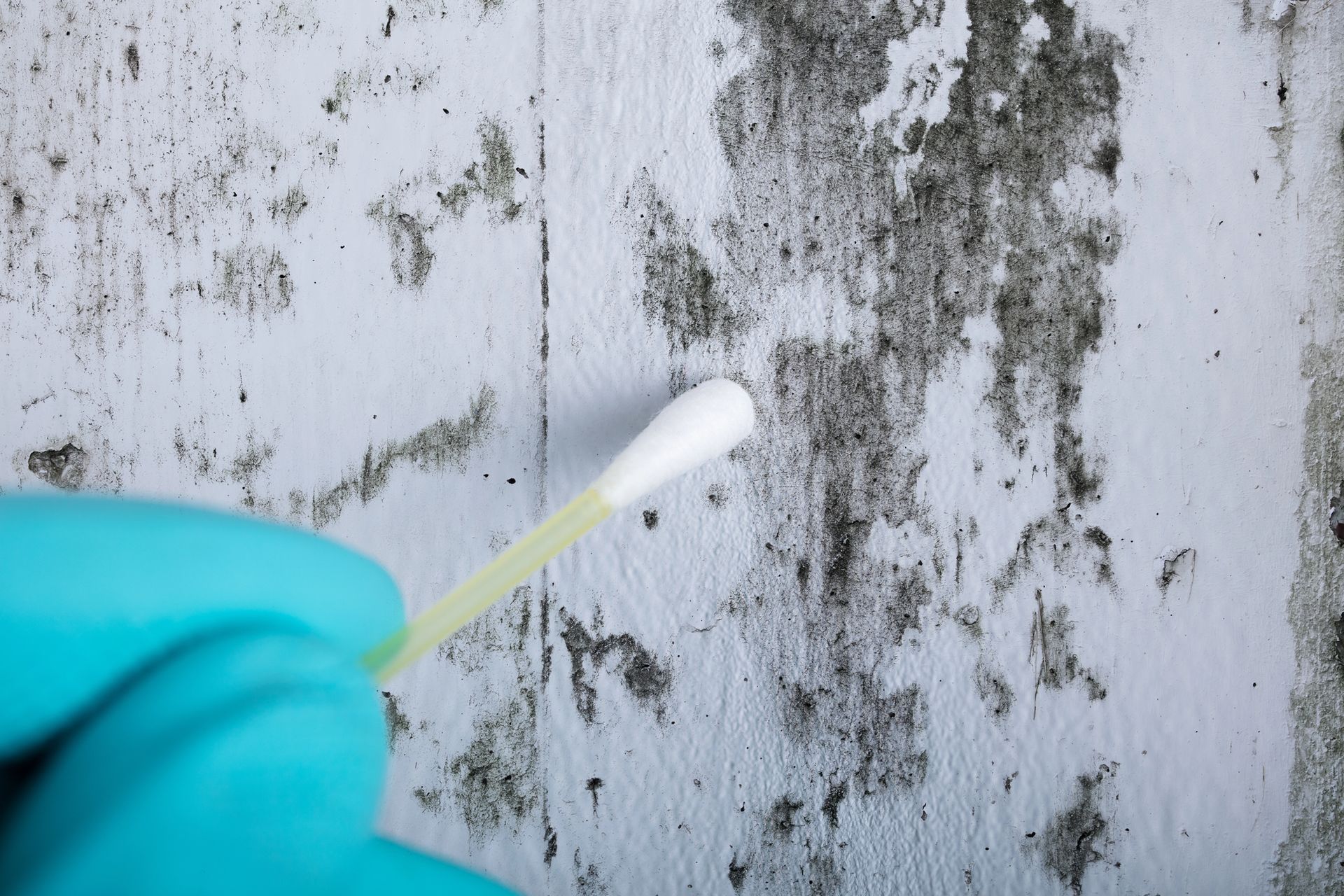 Mold Inspections in Indianapolis, IN