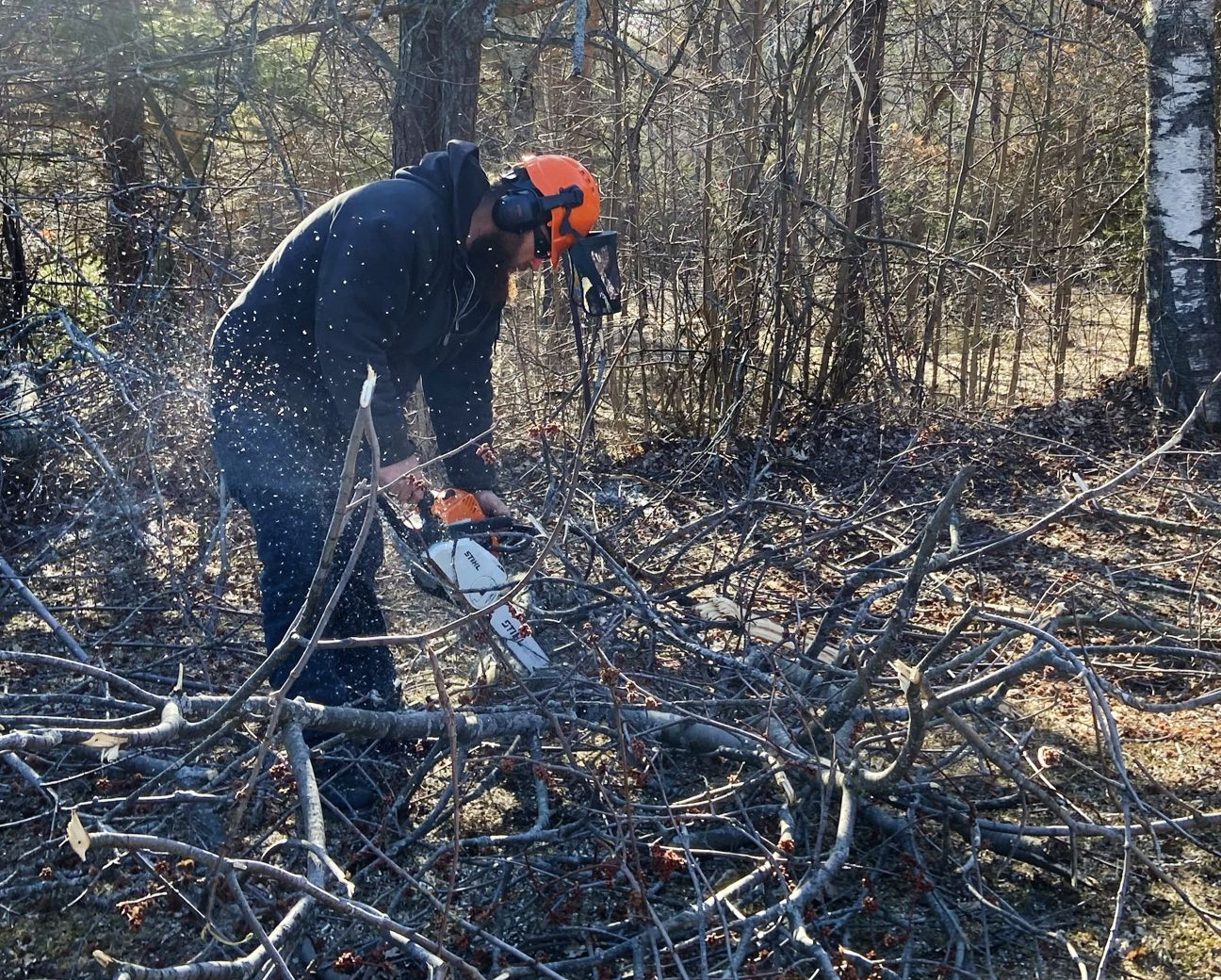 A person in a black jacket and orange hard hat uses a chainsaw to cut branches in a wooded area.