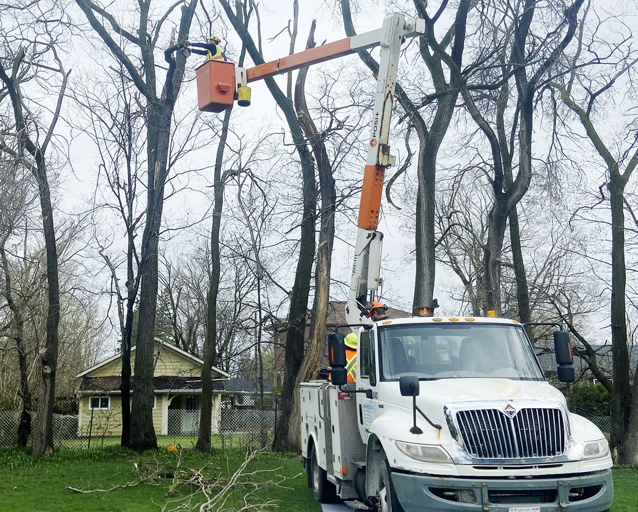 A utility truck with an extended boom arm and bucket, lifting a worker to trim branches from tall trees.