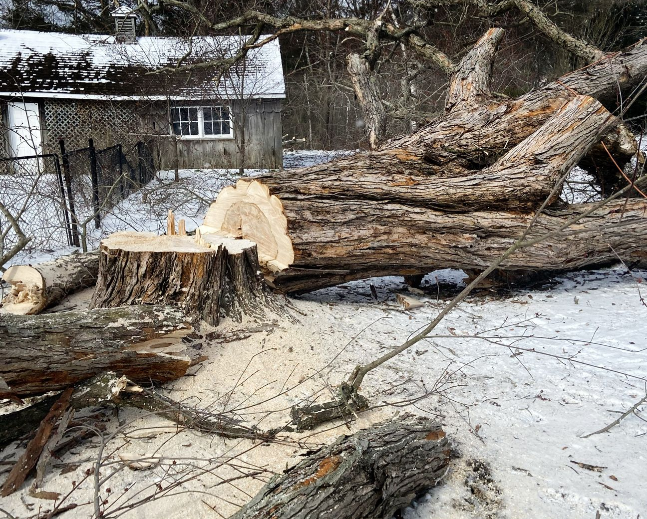 A large, freshly cut tree stump and fallen trunk lie on snow-covered ground in front of a small, wooden house.