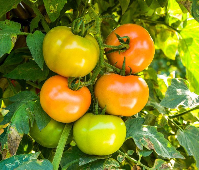 Fresh Red Tomatoes — Fresh to Door In Fyshwick ACT